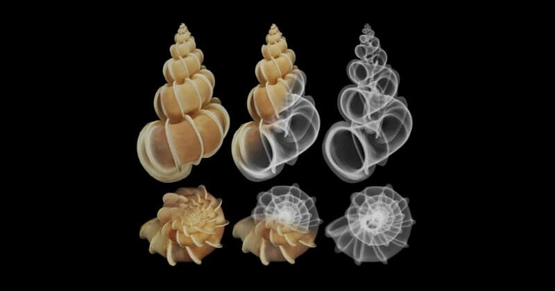 Kabuğun ötesine bakmak: Jim Wehtje’nin X-ray fotoğraflarında doğanın iç mimarisi