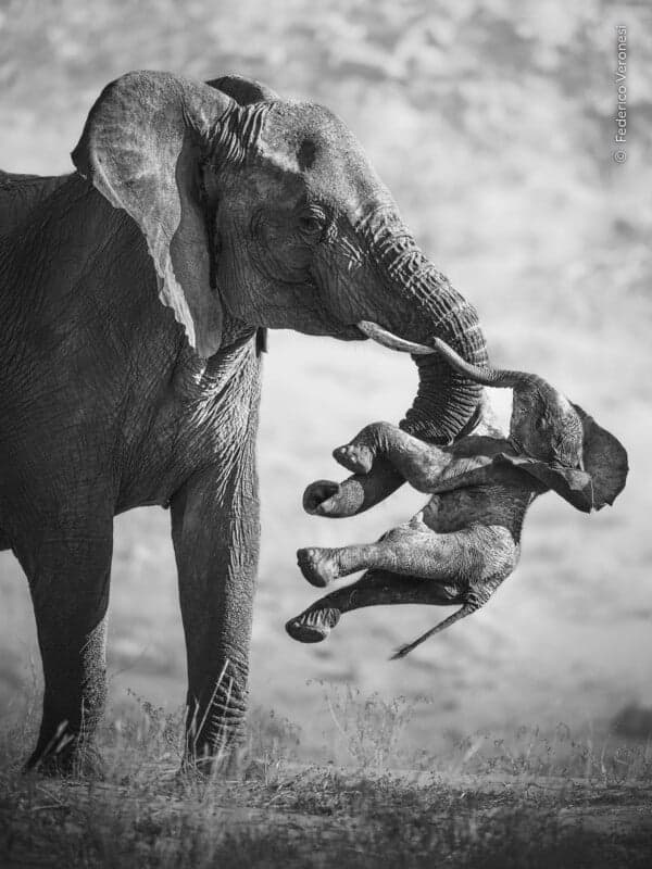Wildlife Photographer of the Year 2026: Yılın fotoğrafı ve 14 ödüllü kare