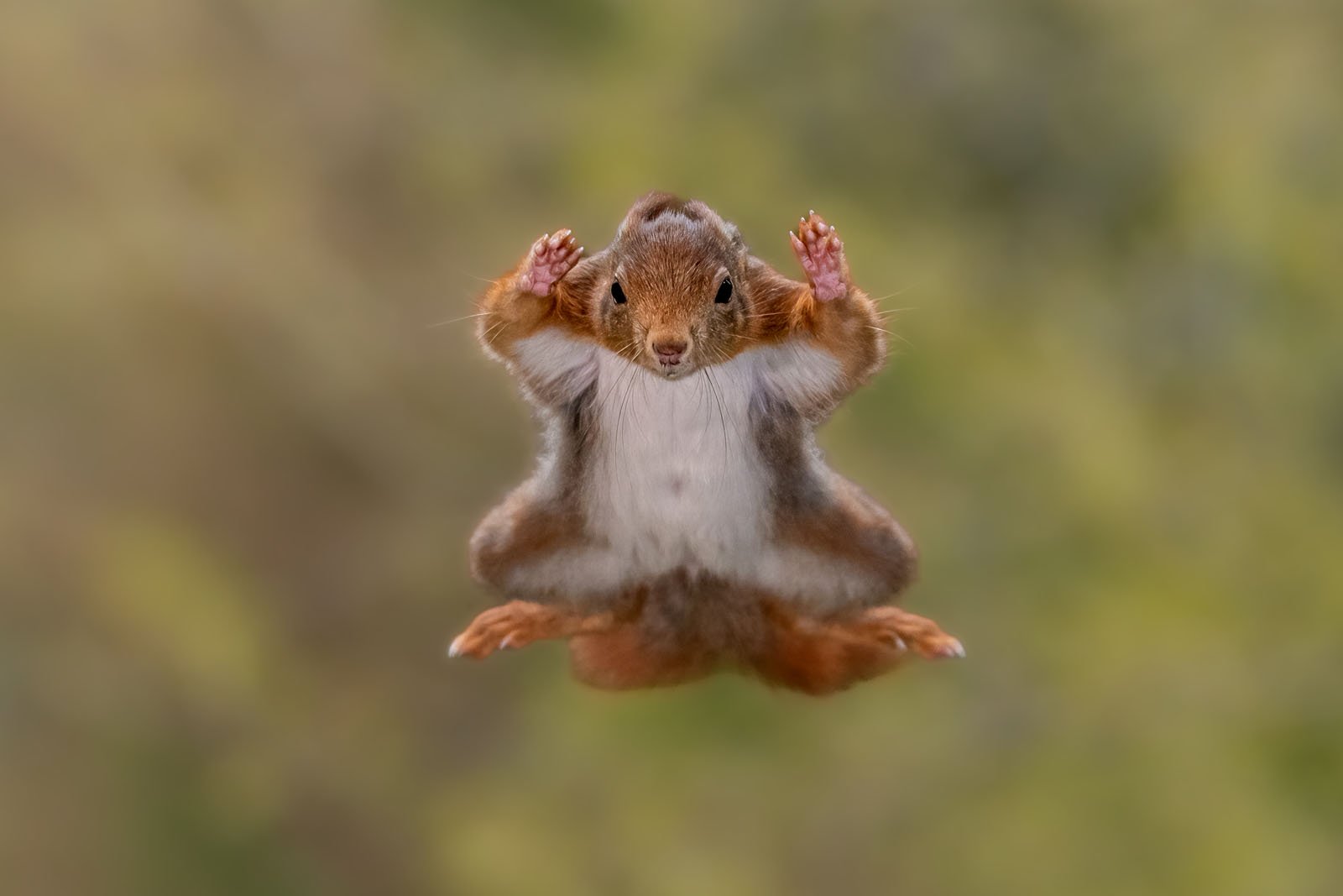Nikon Comedy Wildlife Awards 2025: Doğanın En Komik Anları Finalde!